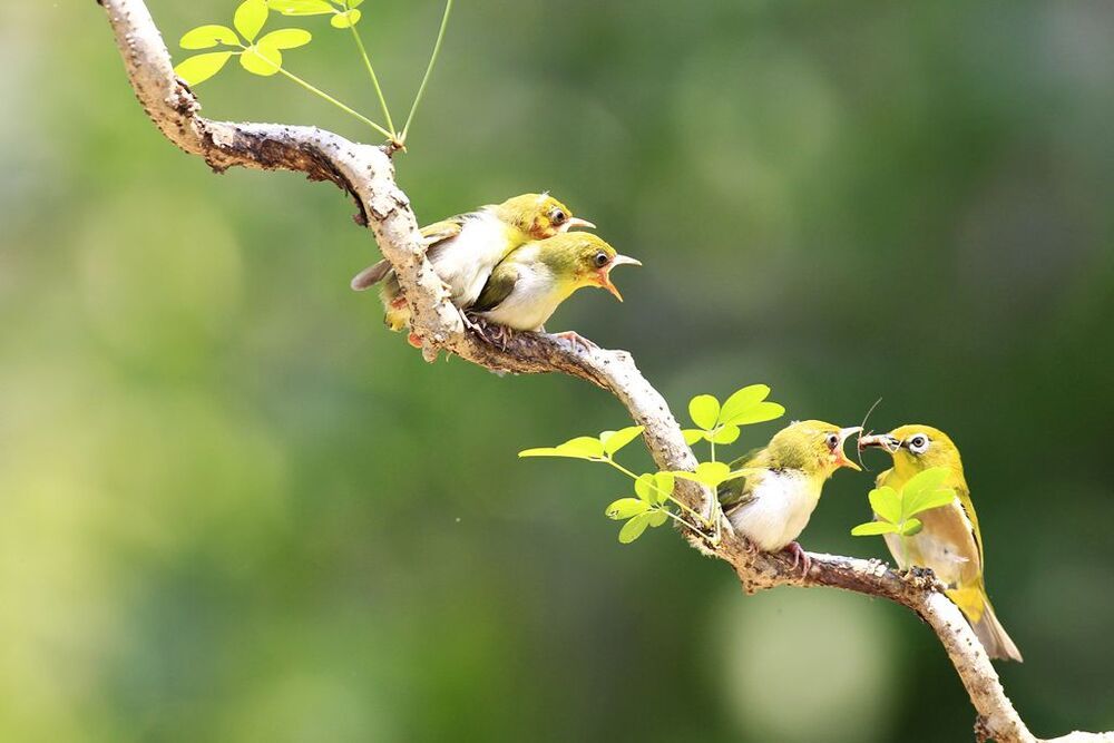 Mother's love