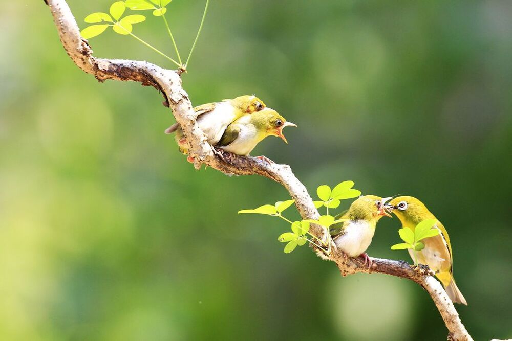 Mother's love