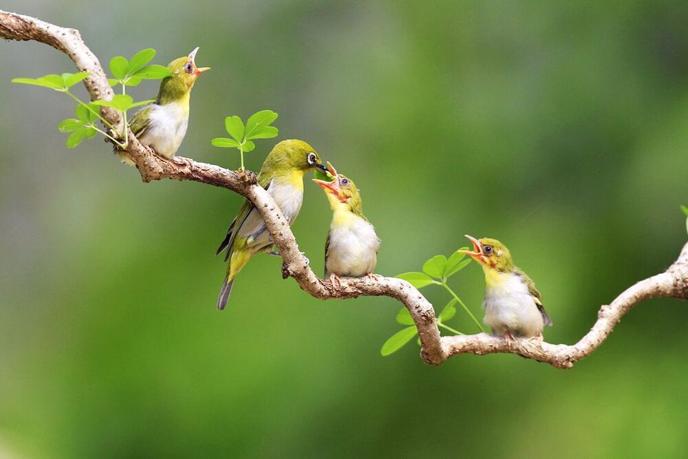 Mother's love