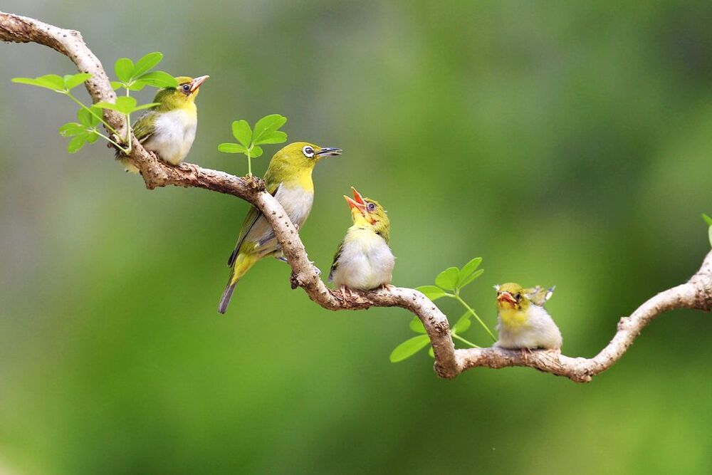Mother's love