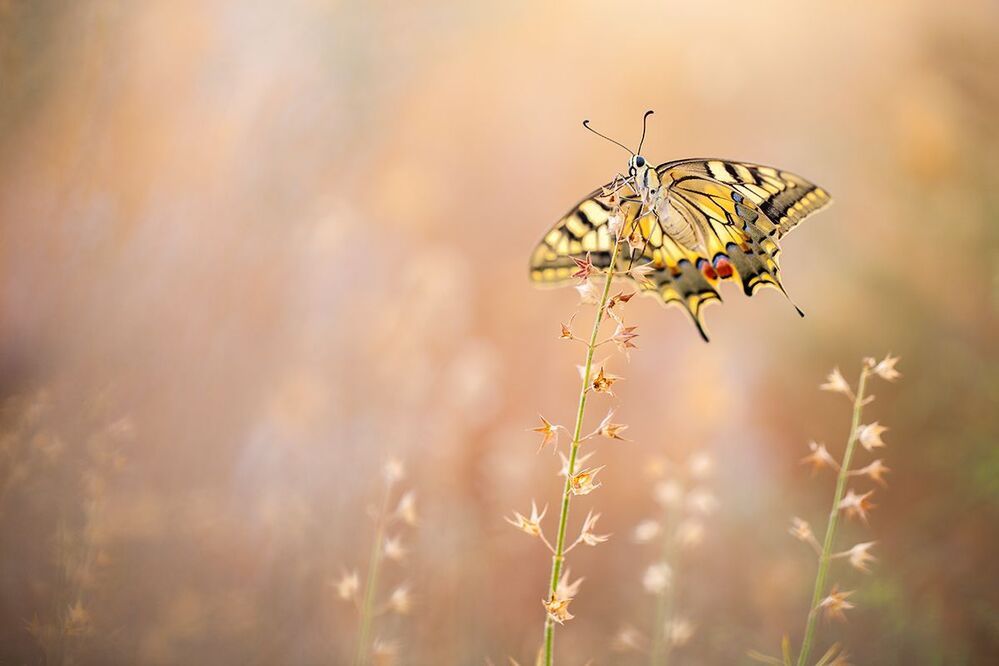 Summer beauties