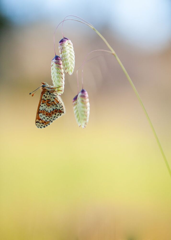 Summer beauties