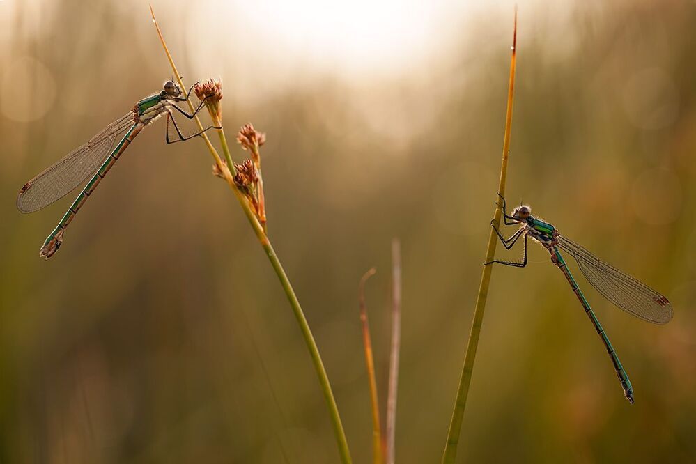 Summer beauties