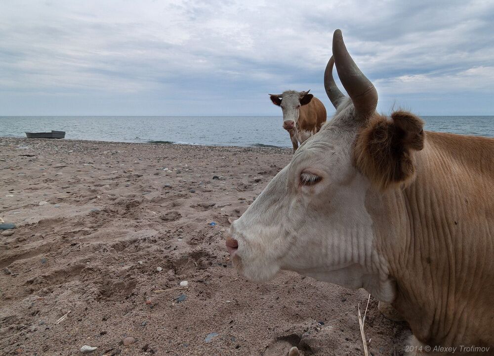 Буренкин Дзэн