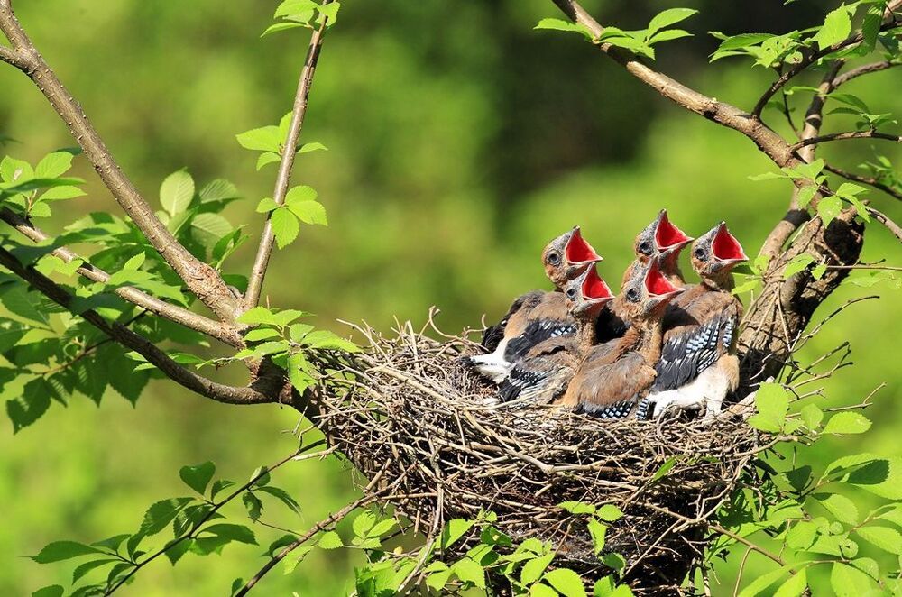 Jay's family