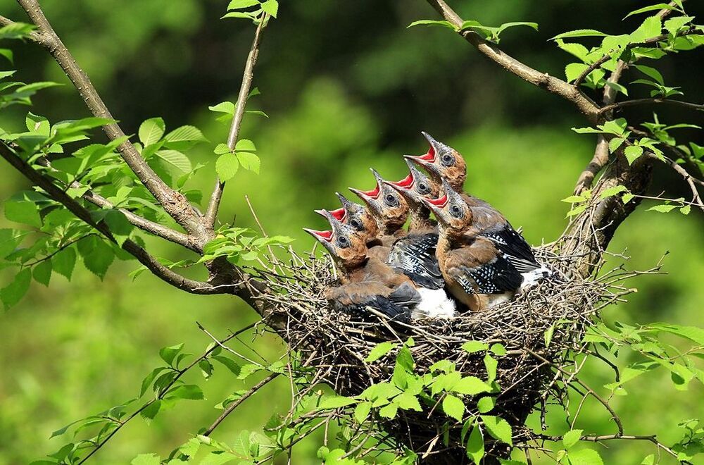 Jay's family