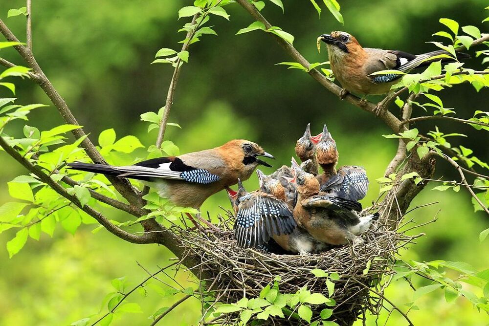 Jay's family