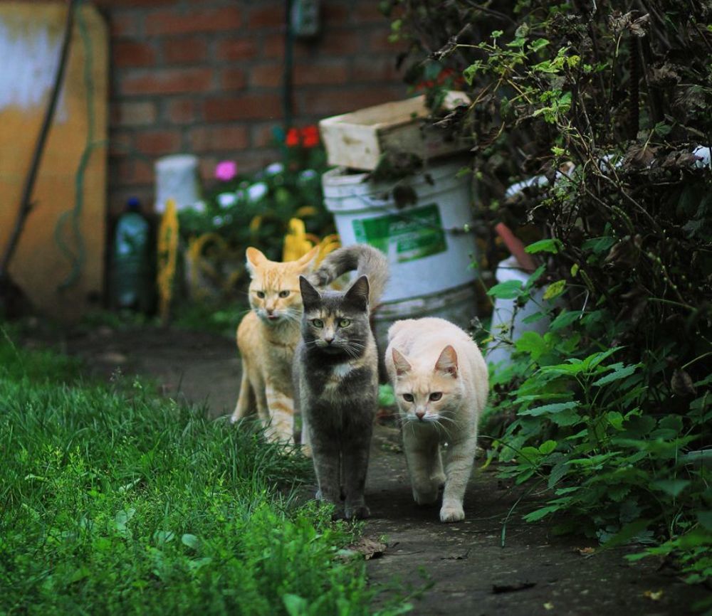 Кошачий взгляд
