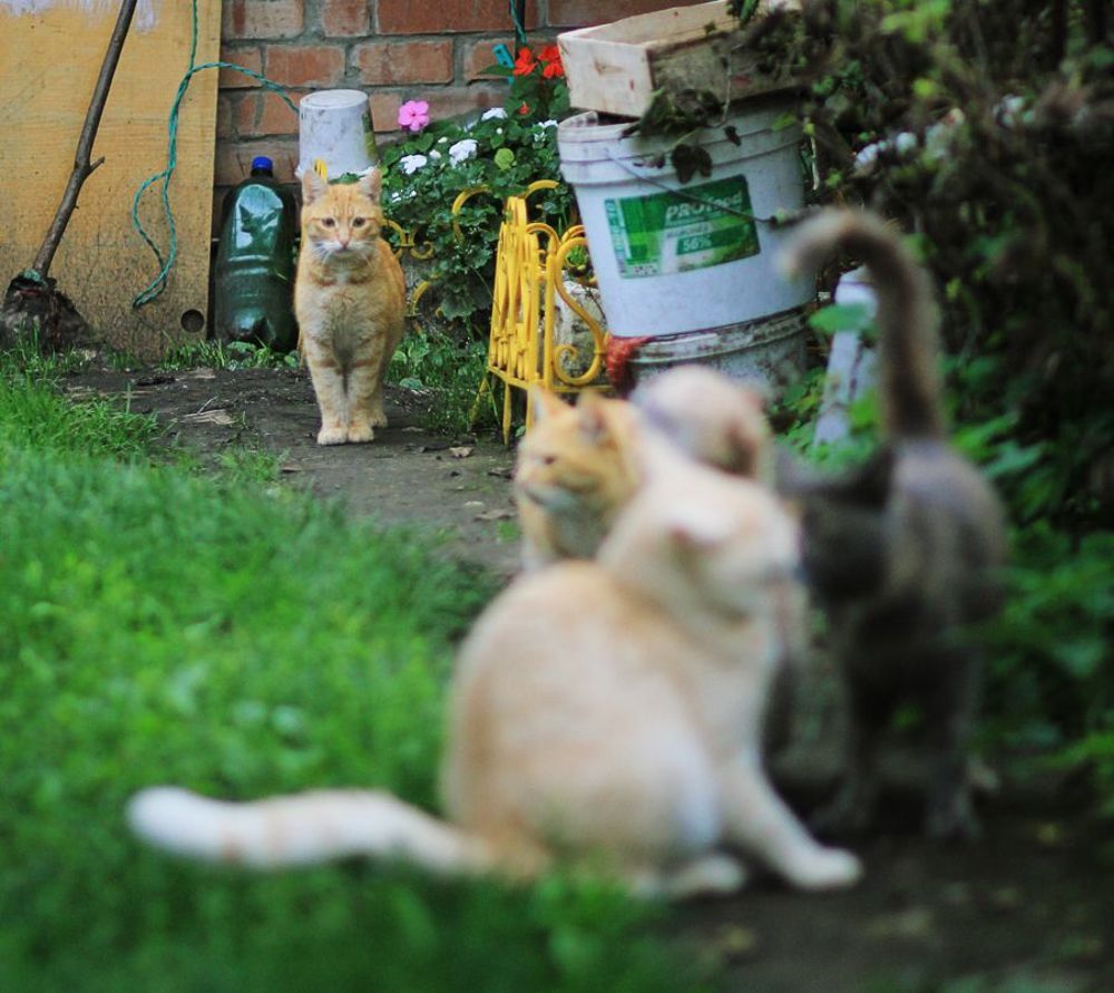 Кошачий взгляд