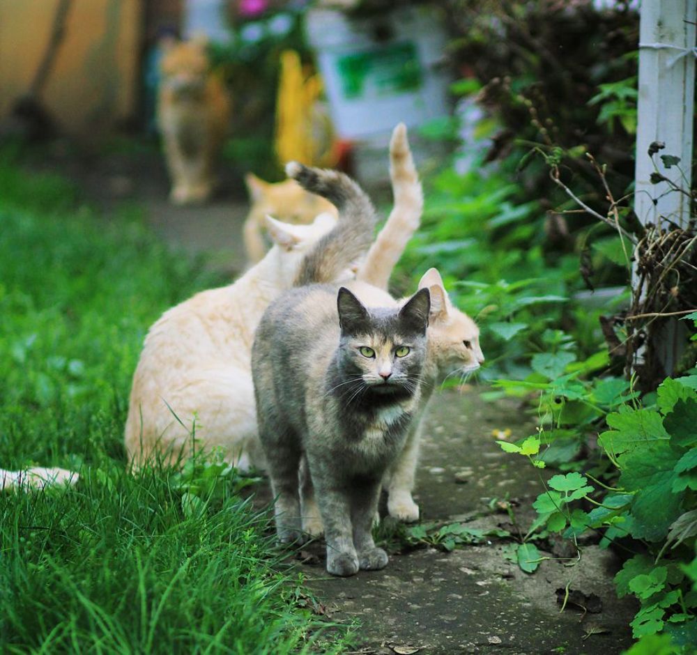 Кошачий взгляд