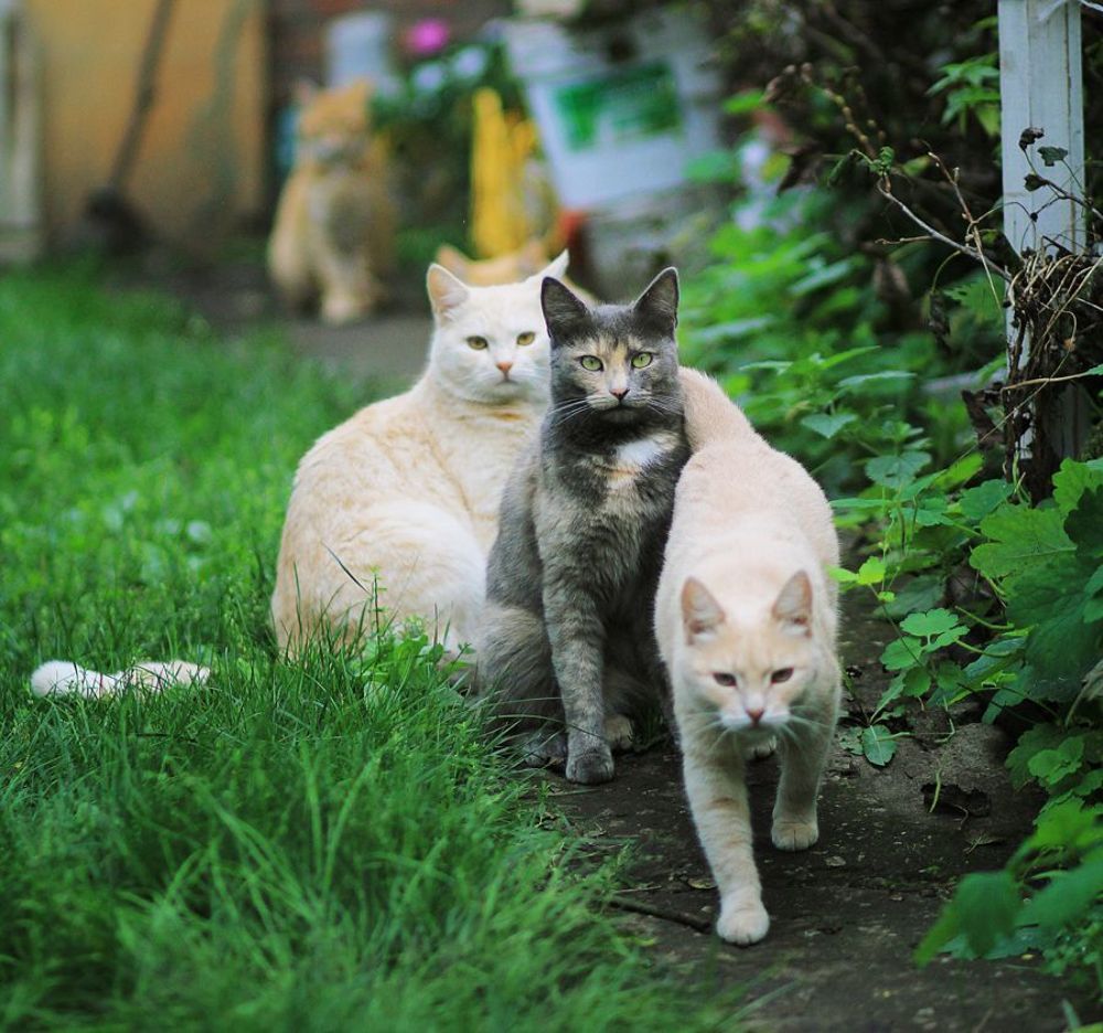 Кошачий взгляд
