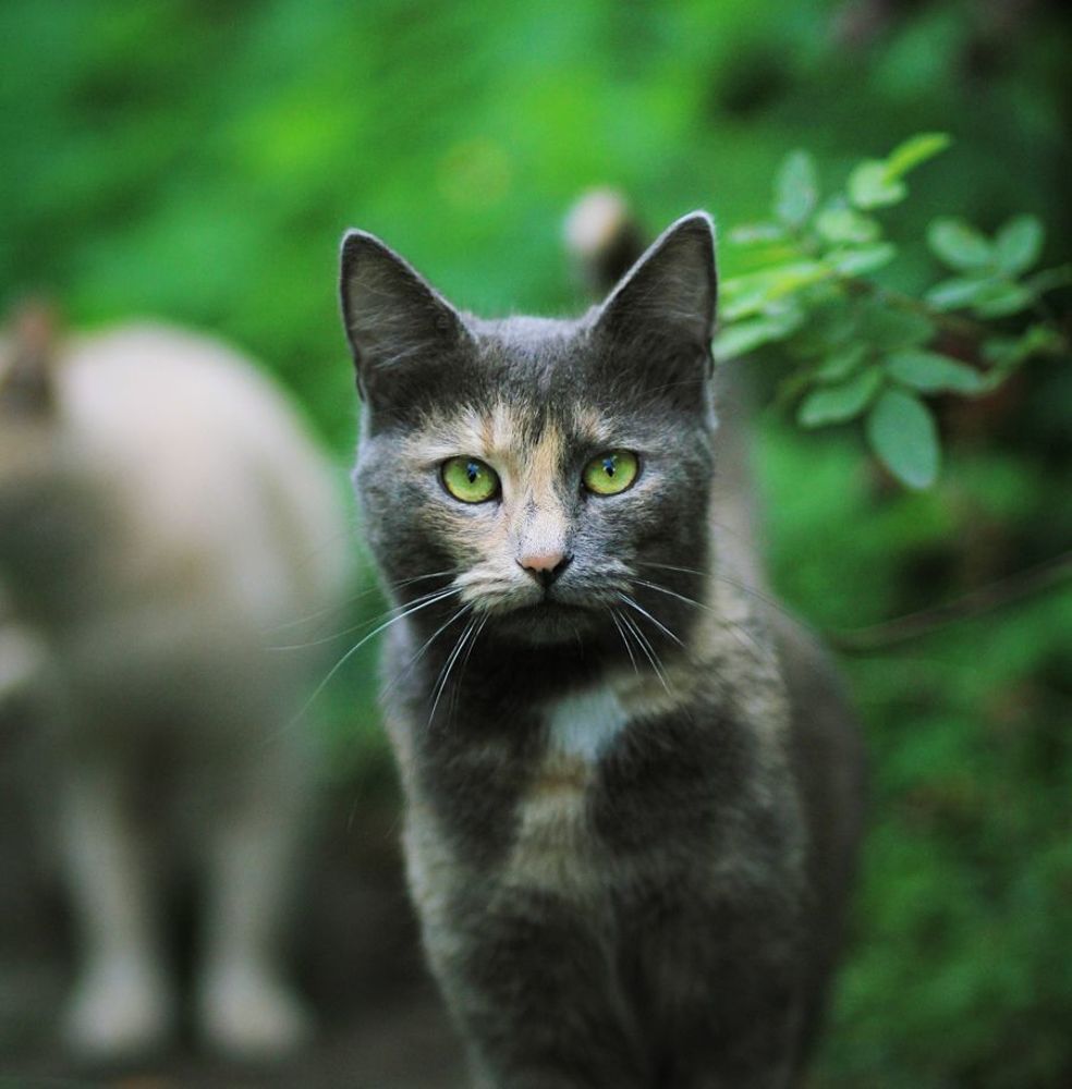 Кошачий взгляд