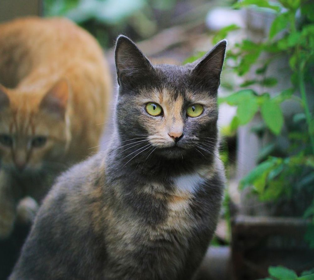 Кошачий взгляд