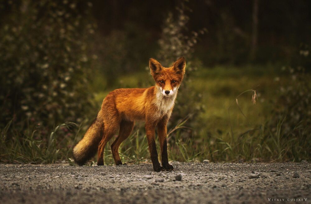 .FOX.