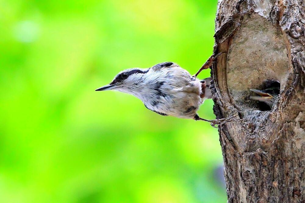 a nuthatch