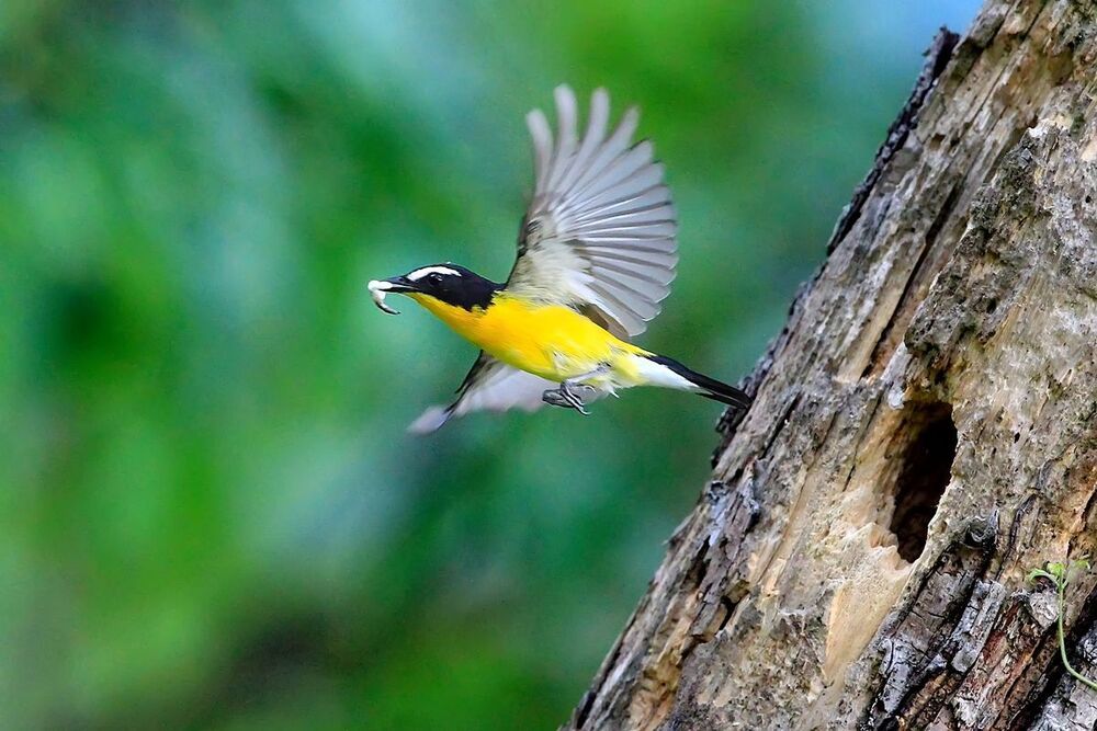Yellow-rumped Flychatcher