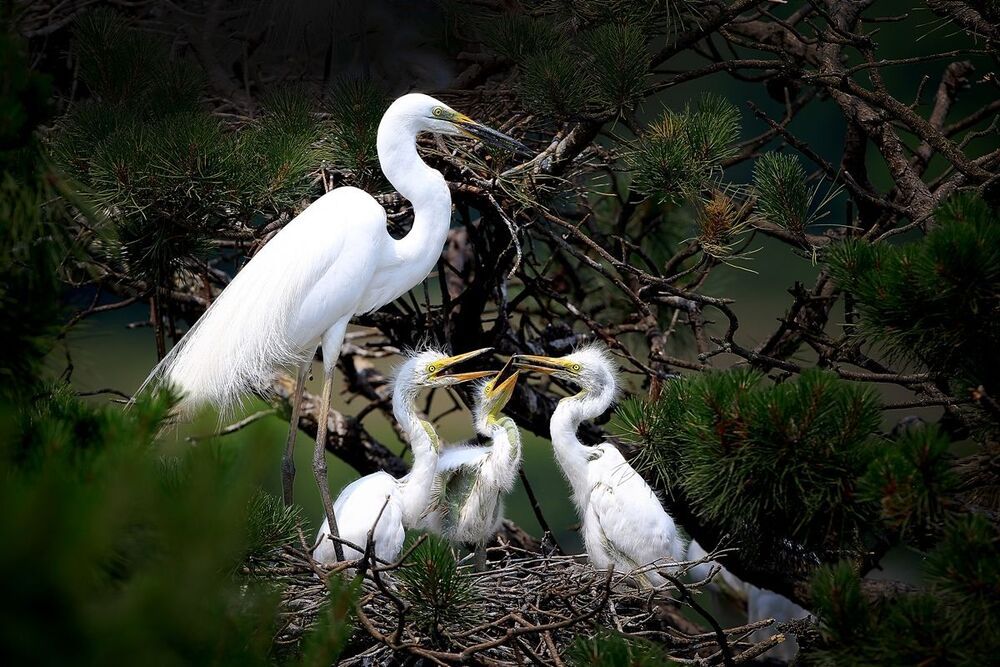 egret