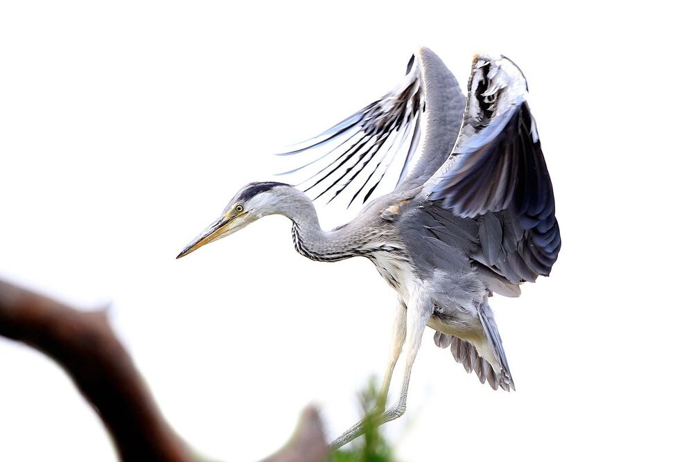 egret