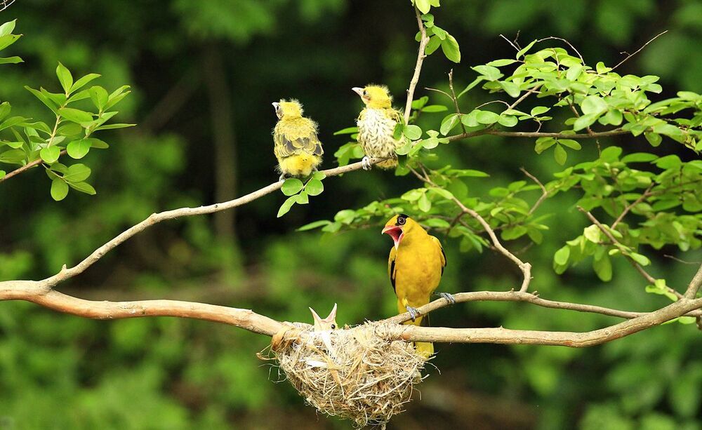 Mother's day