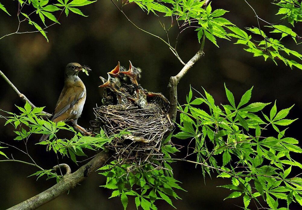 Mother's love