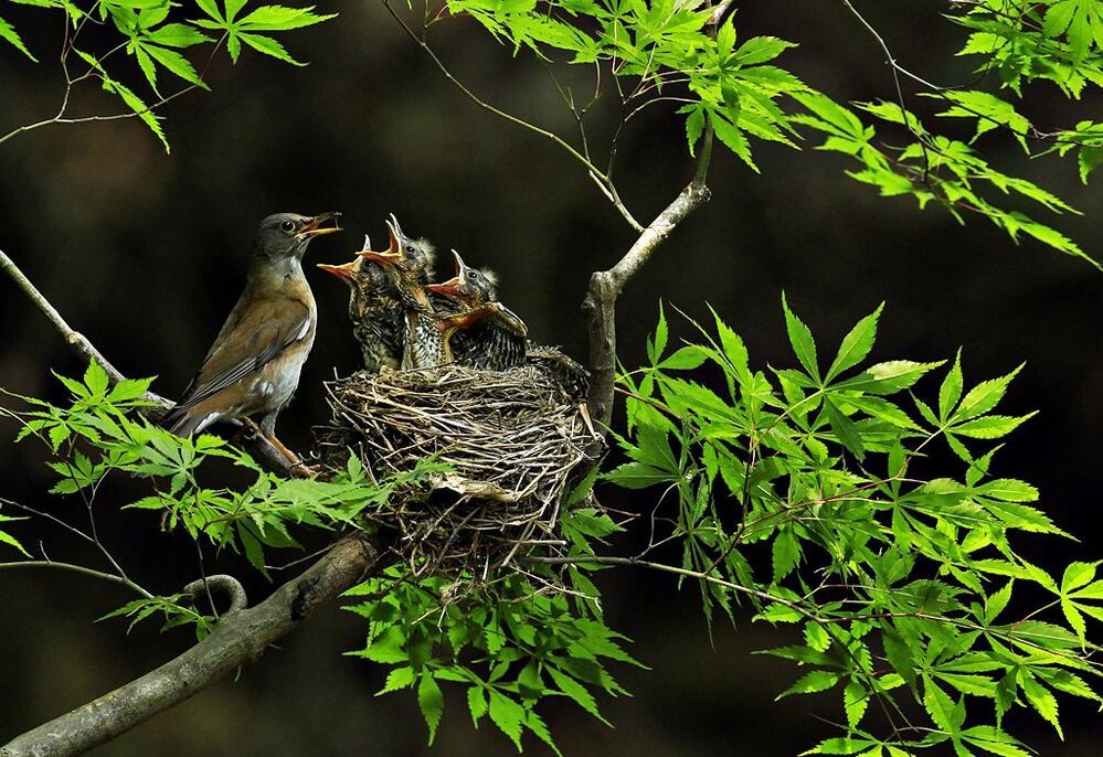 Mother's love