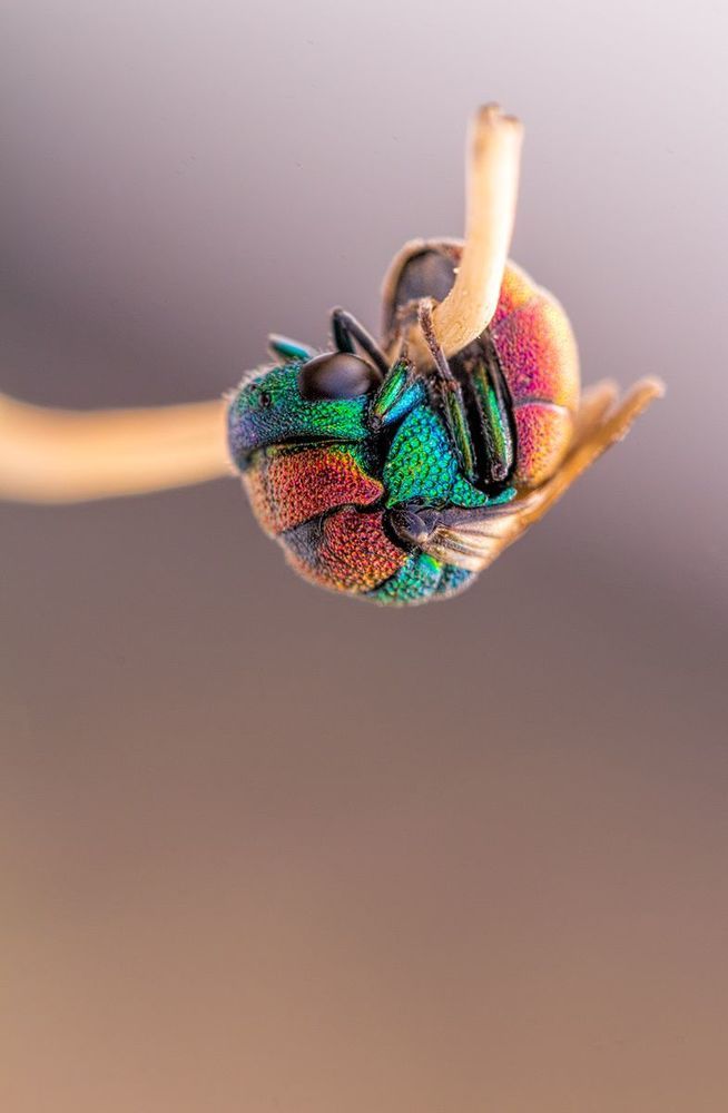 Hymenoptera 2013