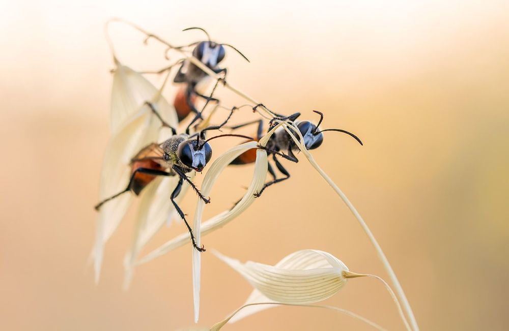 Hymenoptera 2013