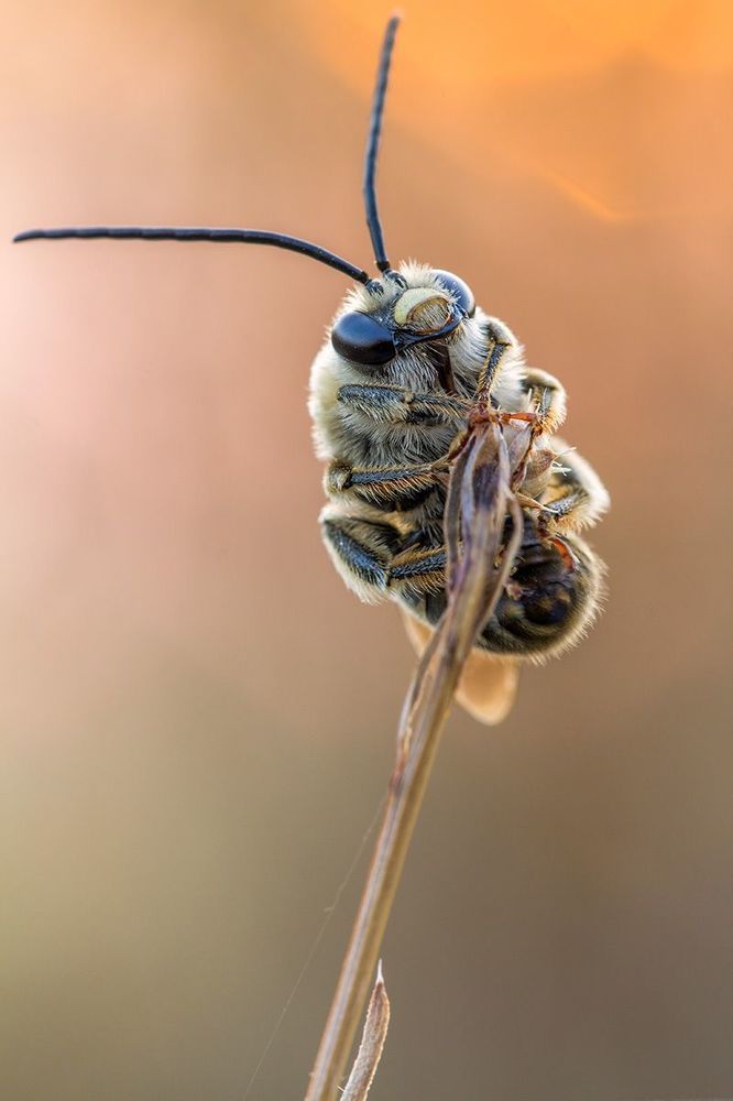 Hymenoptera 2013