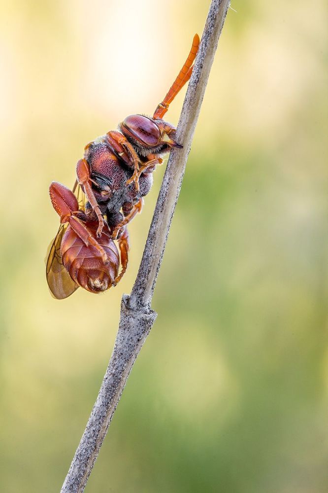 Hymenoptera 2013
