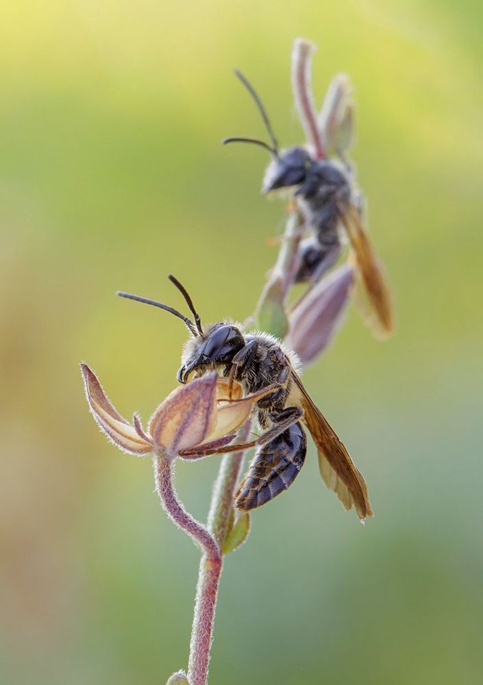 Hymenoptera 2013