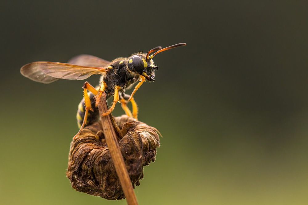 Hymenoptera 2013