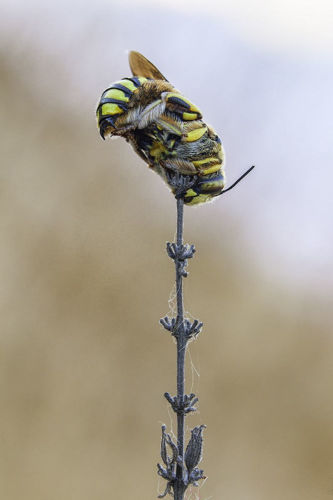 Hymenoptera 2013