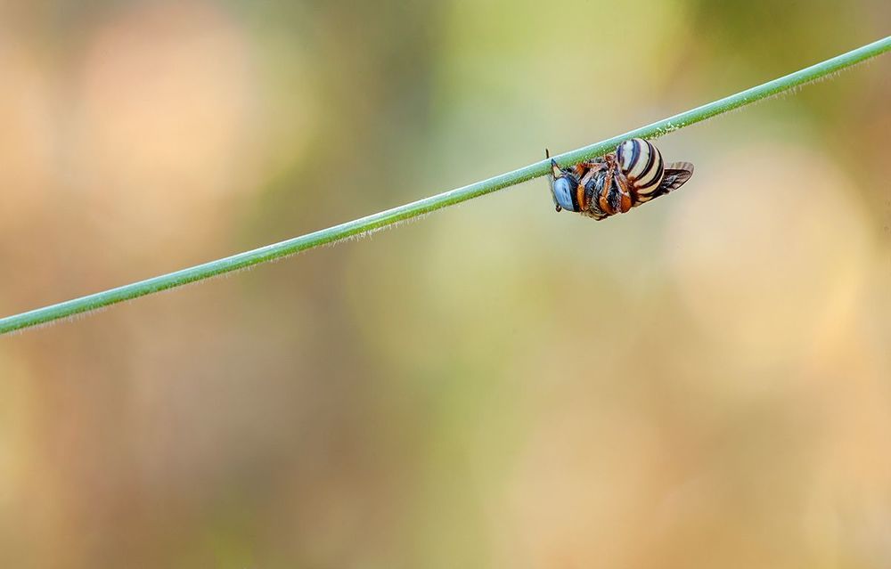 Hymenoptera 2013