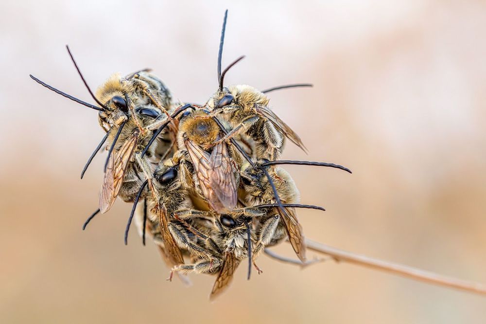 Hymenoptera 2013