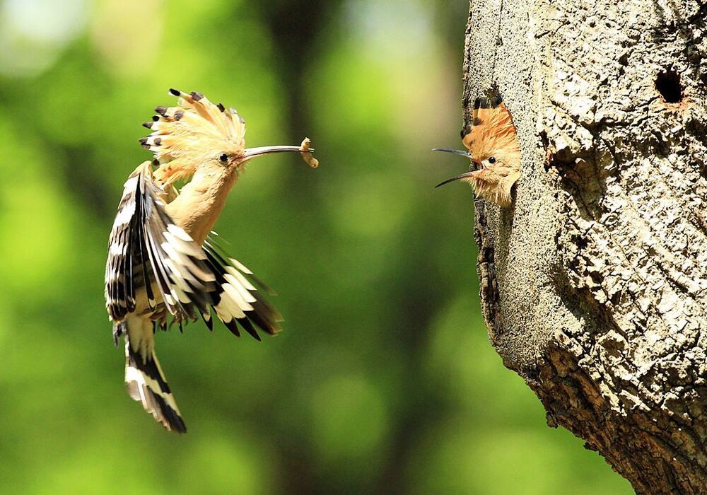 brooding ( Upupa epops)