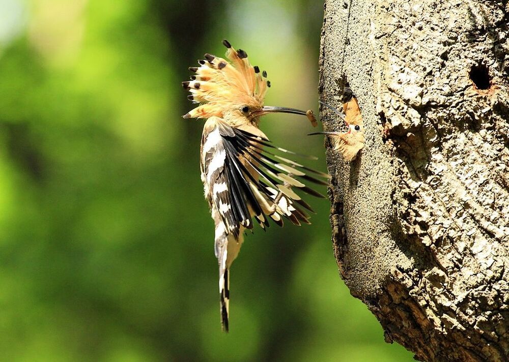 brooding ( Upupa epops)