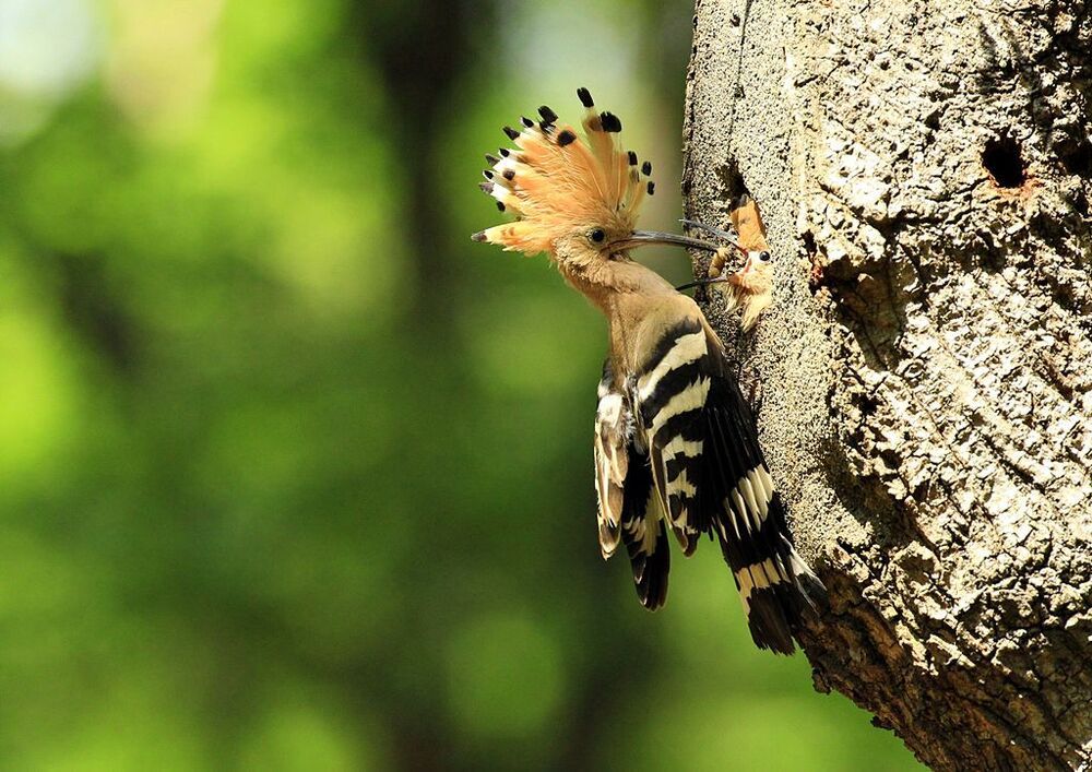 brooding ( Upupa epops)