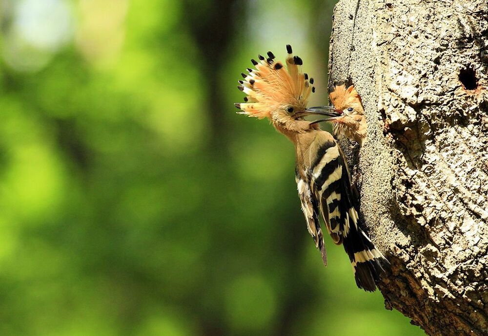 brooding ( Upupa epops)