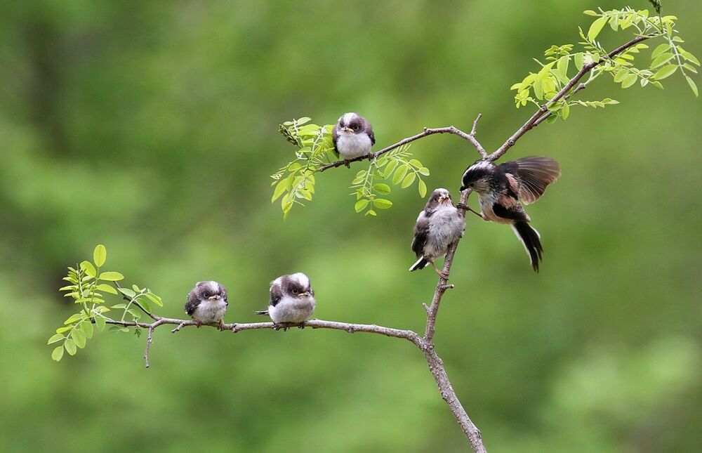 Aegithaslos caudatus's  Family