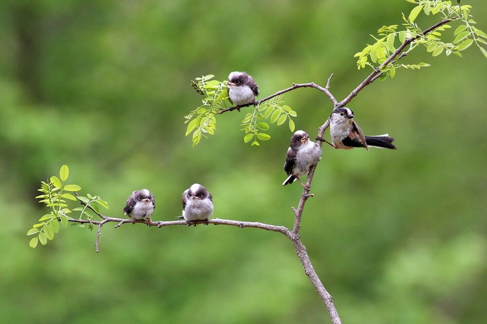 Aegithaslos caudatus's  Family