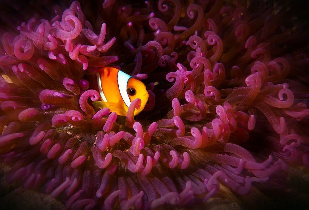 Веселый житель морских глубин