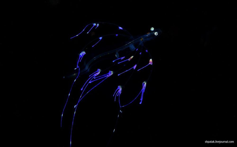 Puerta Galera. Night dive. UFO.