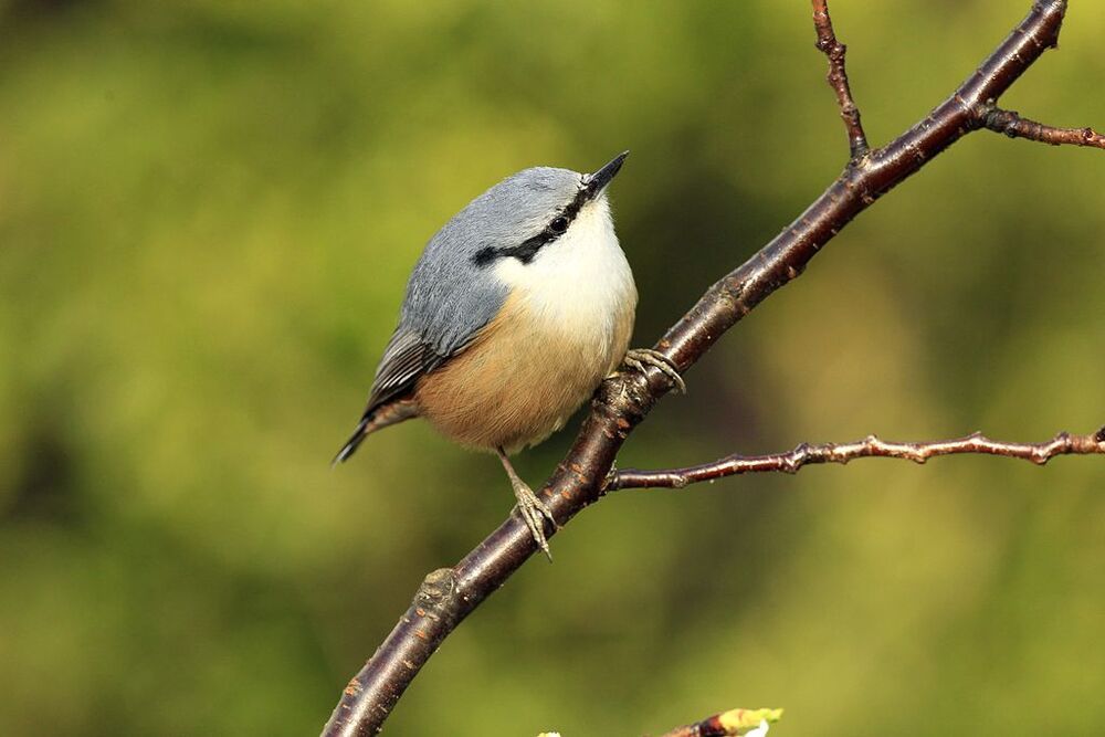 A nuthatch