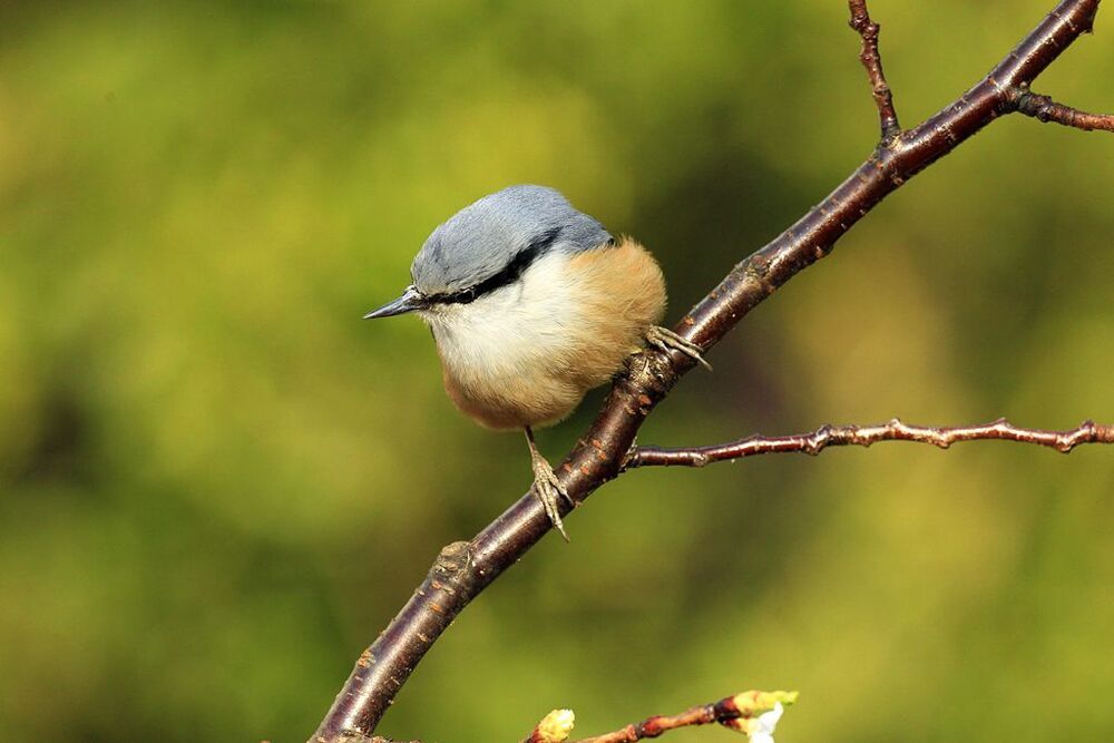 A nuthatch