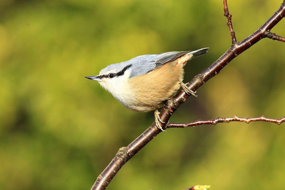 A nuthatch