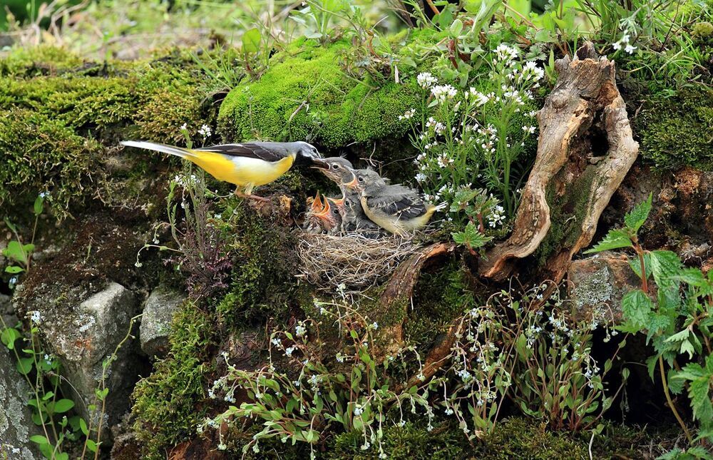 a wagtail