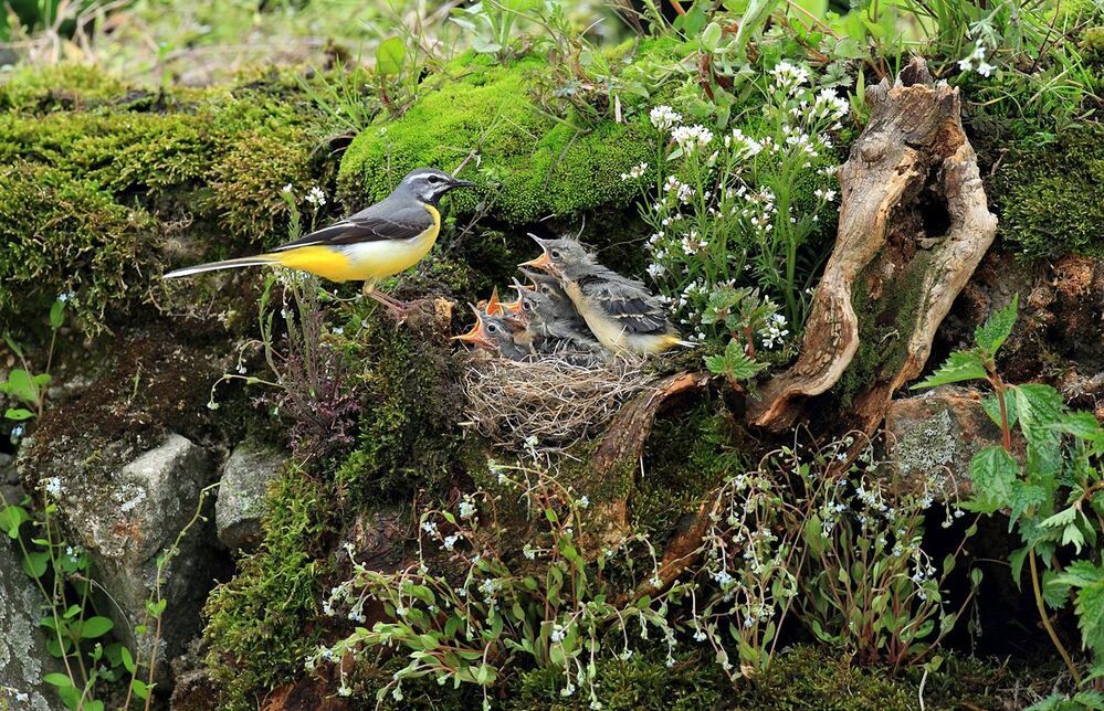 a wagtail