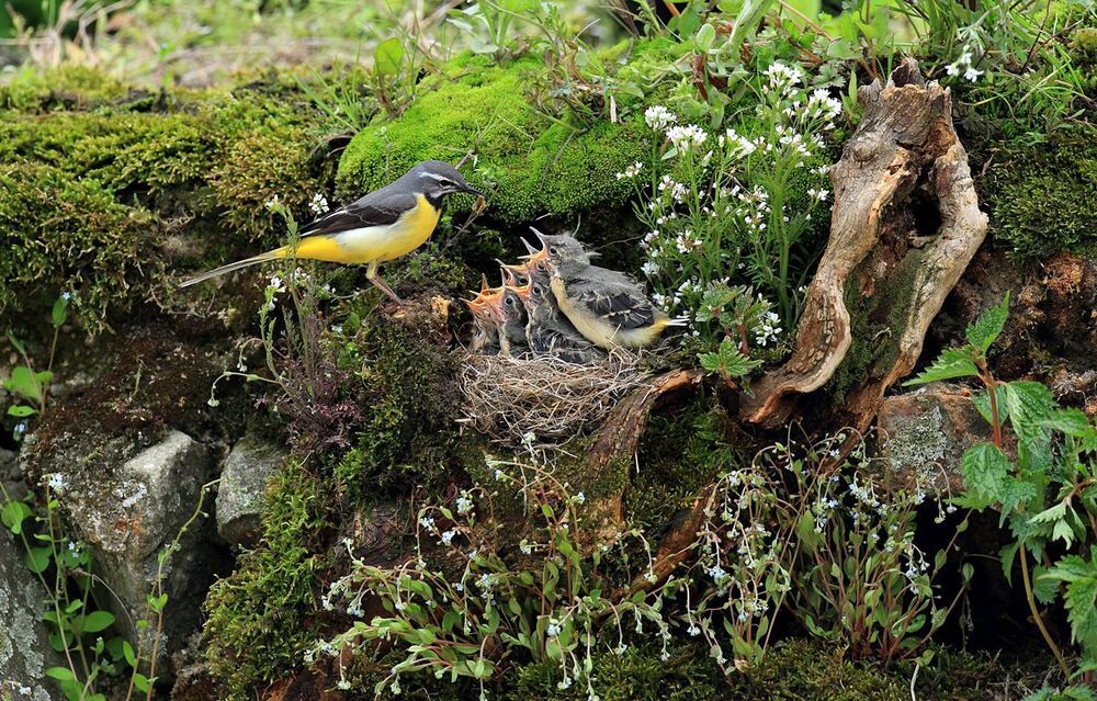 a wagtail
