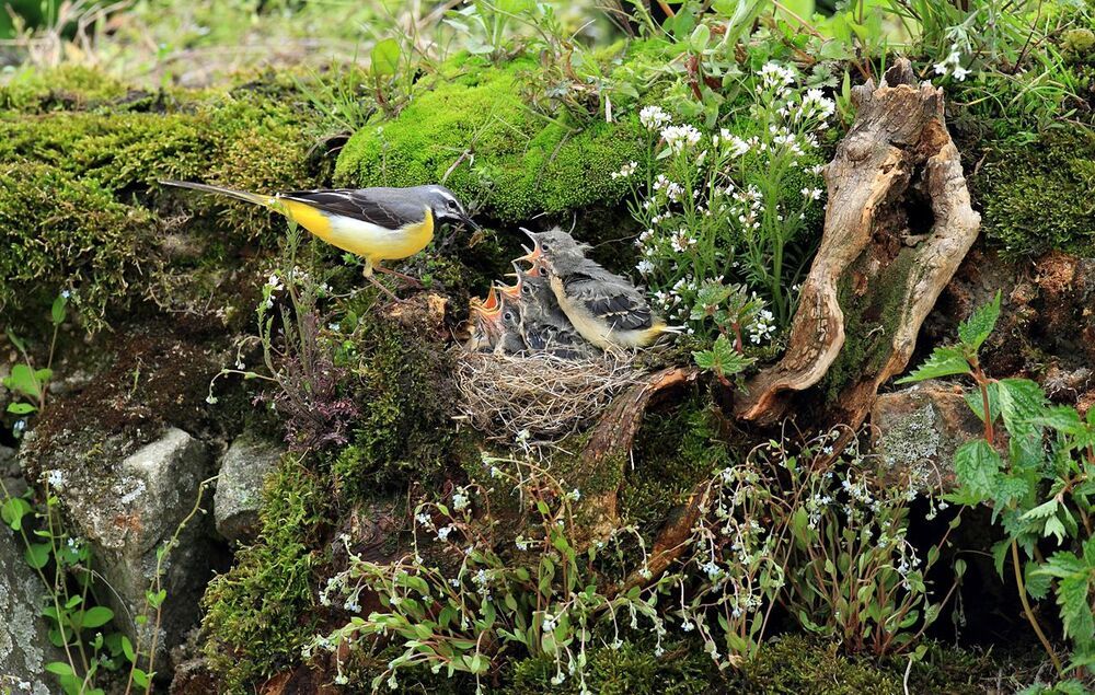 a wagtail