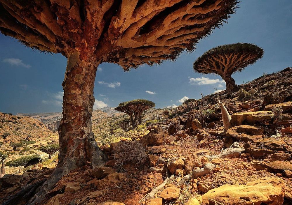 Socotra Island